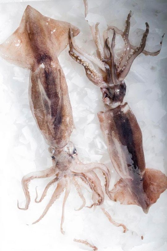 Congelados mar de mar calamar