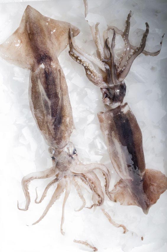 Congelados mar de mar calamar