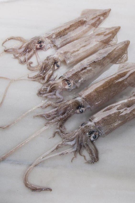 Congelados mar de mar calamares